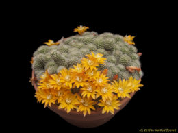 Rebutia fabrisii v. aureiflora WR687 1870